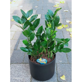 Aranjament Plante Zamioculcas Zamifolia AN27